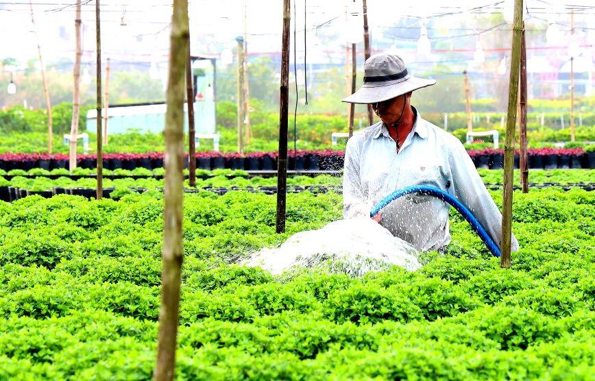 Cuộc thi tìm khoảnh khắc đẹp của hoa Sa Đéc